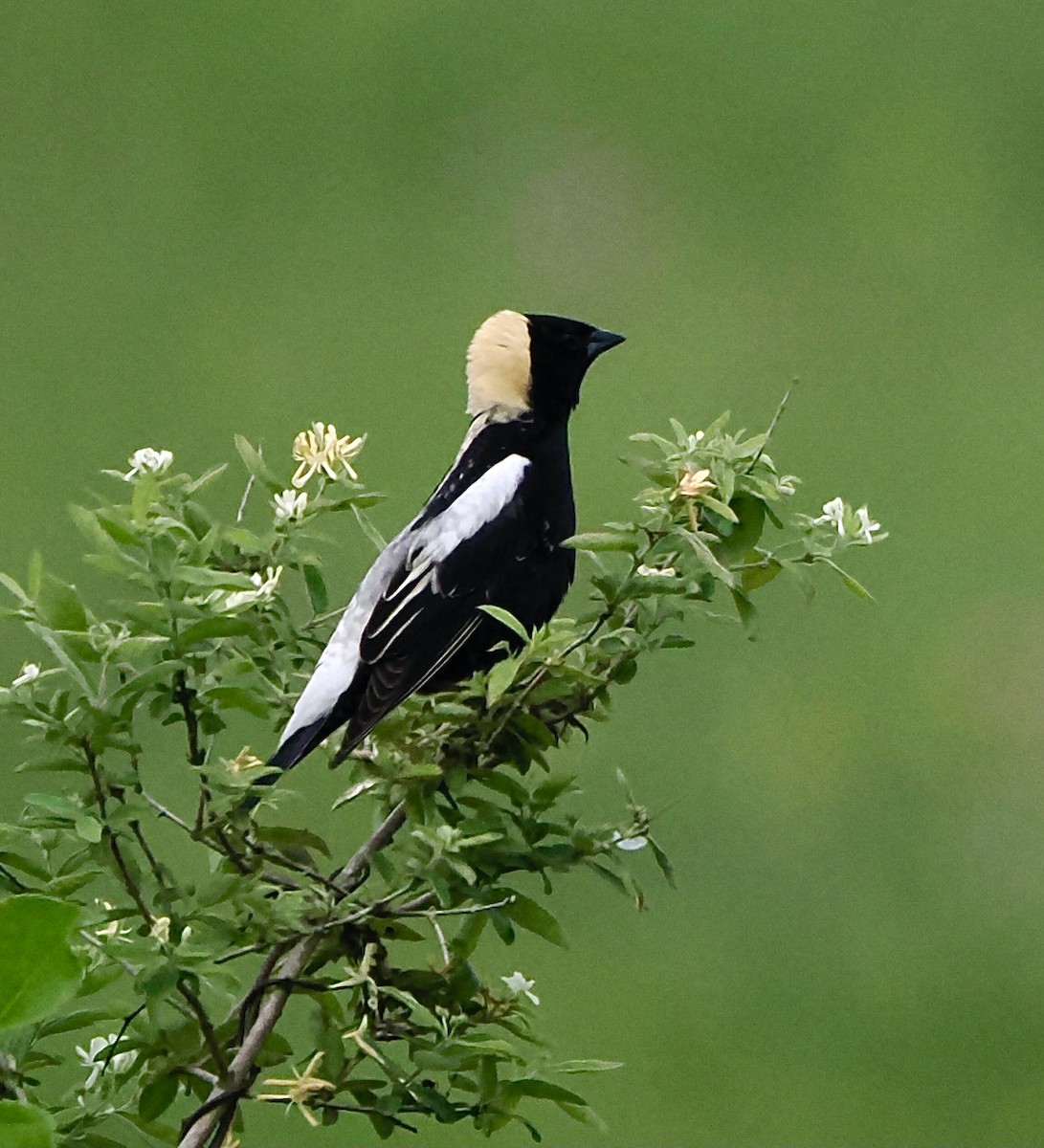 Bobolink - ML619767227