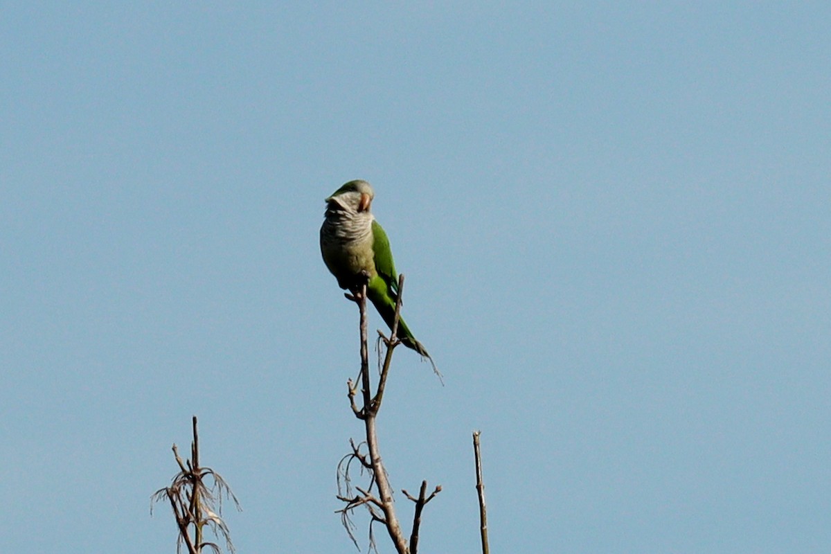 Monk Parakeet - ML619767231