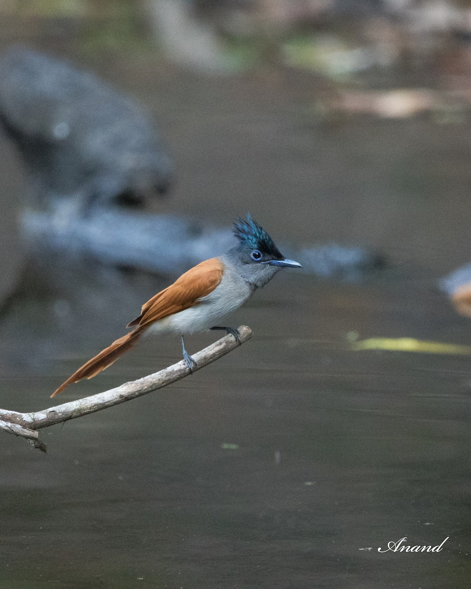 Indian Paradise-Flycatcher - ML619767232