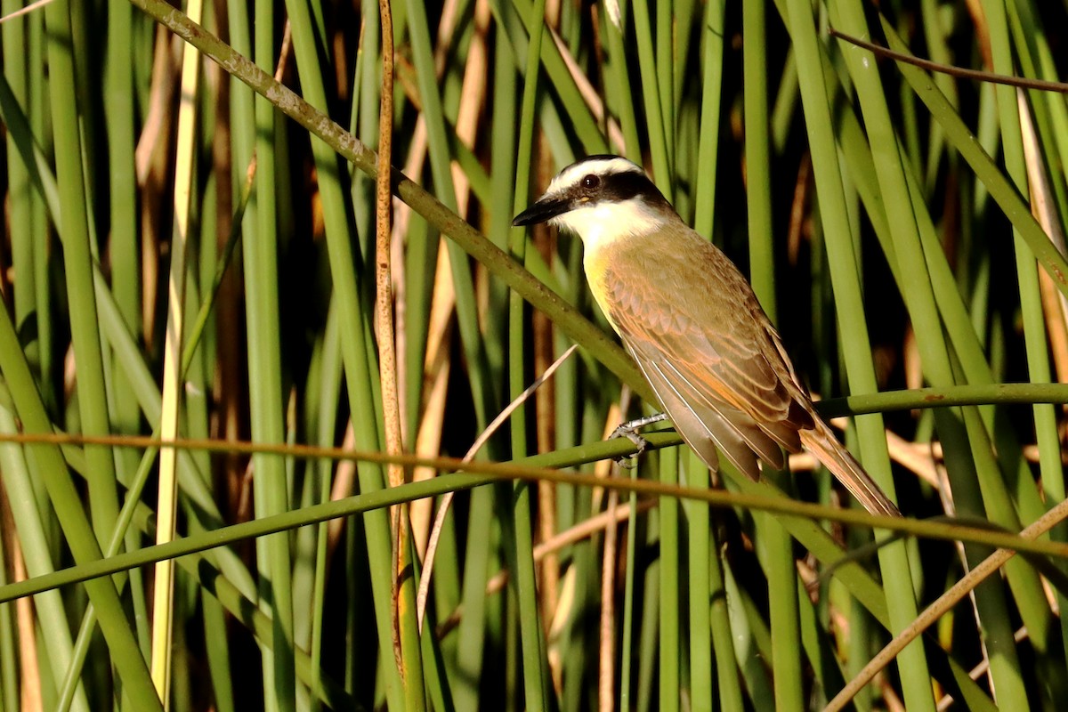 Great Kiskadee - Miguel Angel Bean