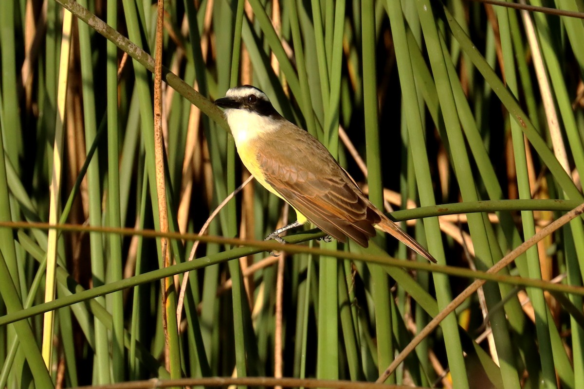 Great Kiskadee - ML619767235