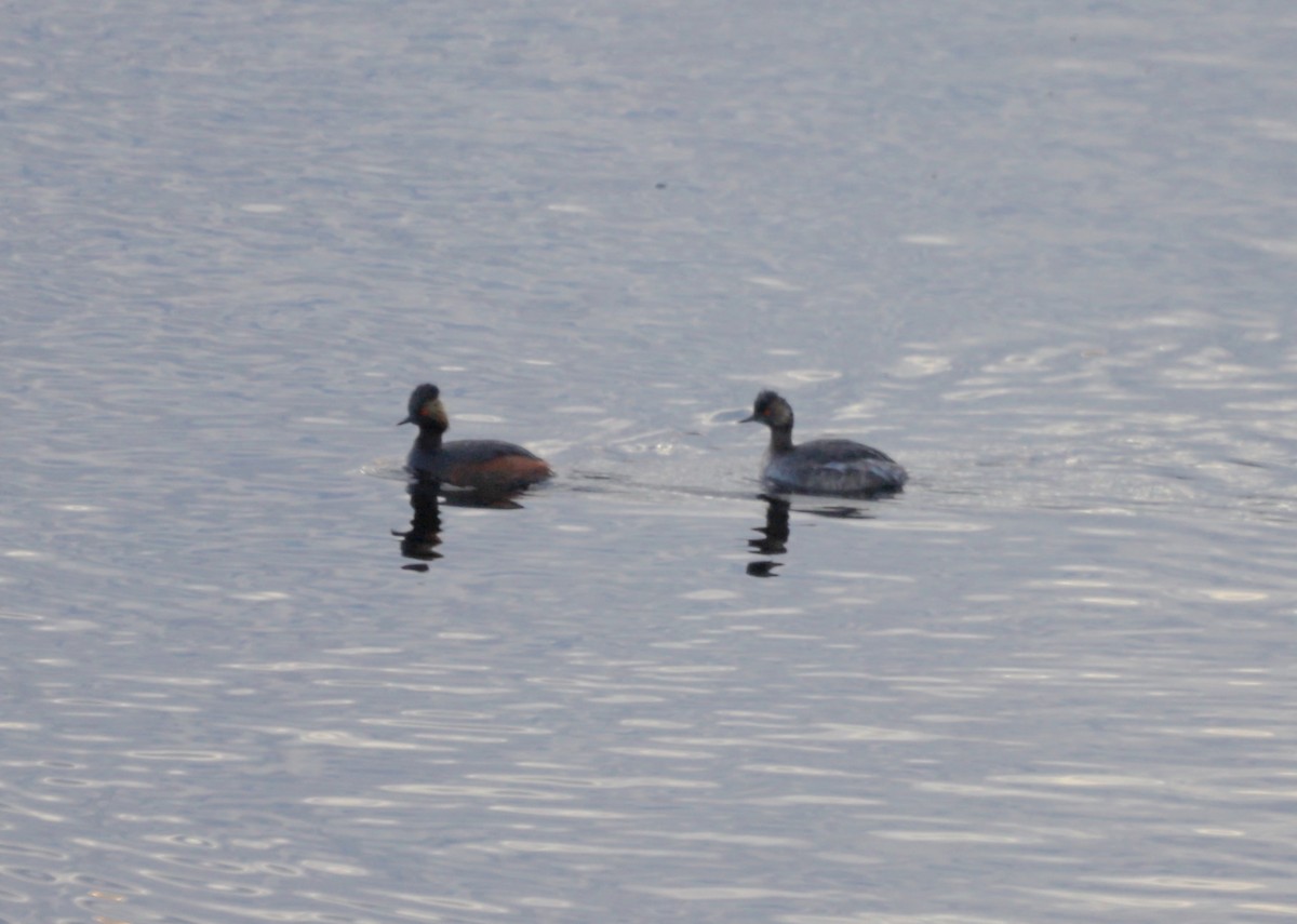 Eared Grebe - ML619767242