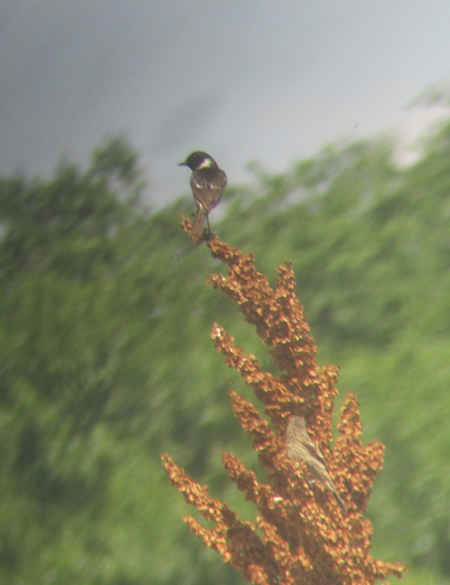 European Stonechat - ML619767247