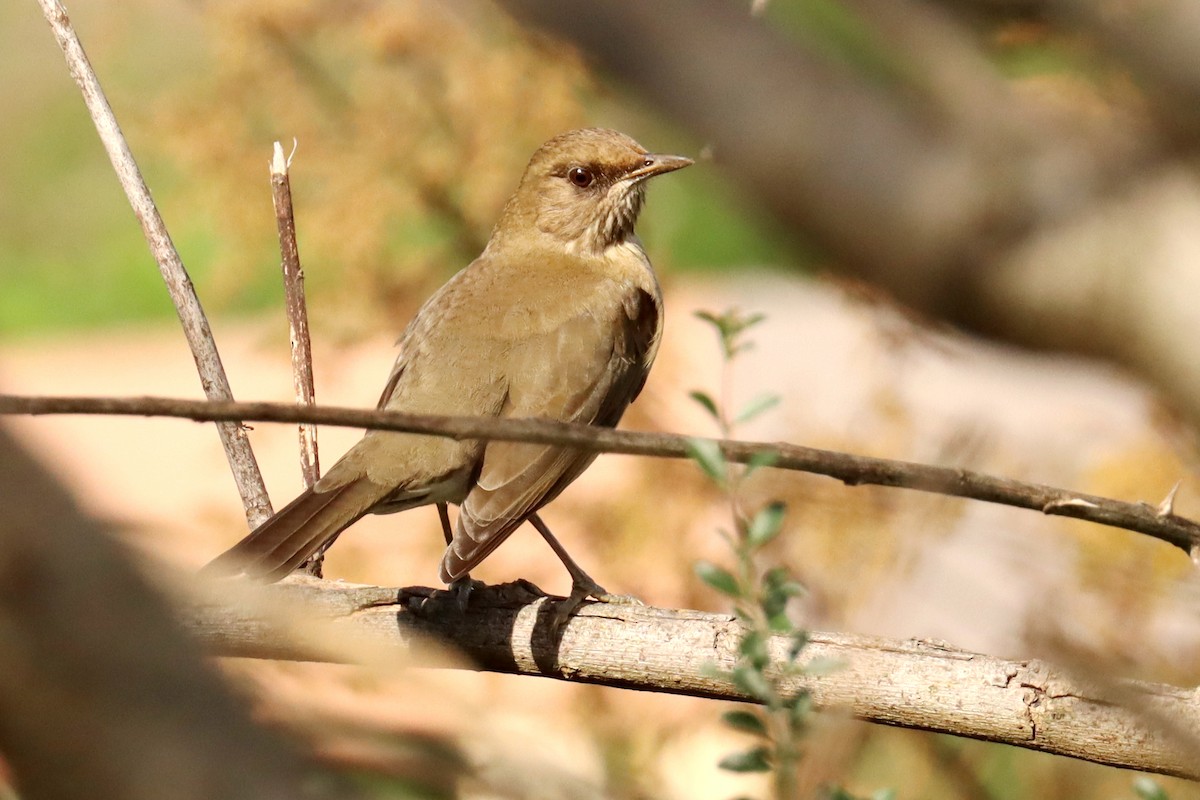 Rufous-bellied Thrush - ML619767249