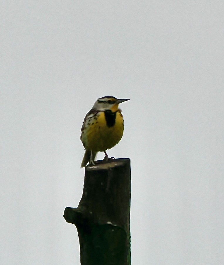 Eastern Meadowlark - ML619767258