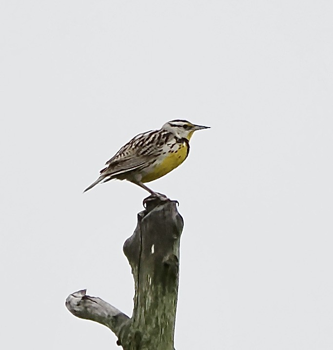 Eastern Meadowlark - ML619767259