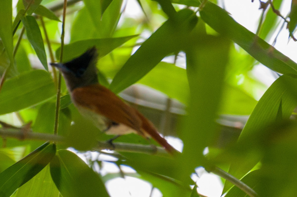 Indian Paradise-Flycatcher - ML619767260