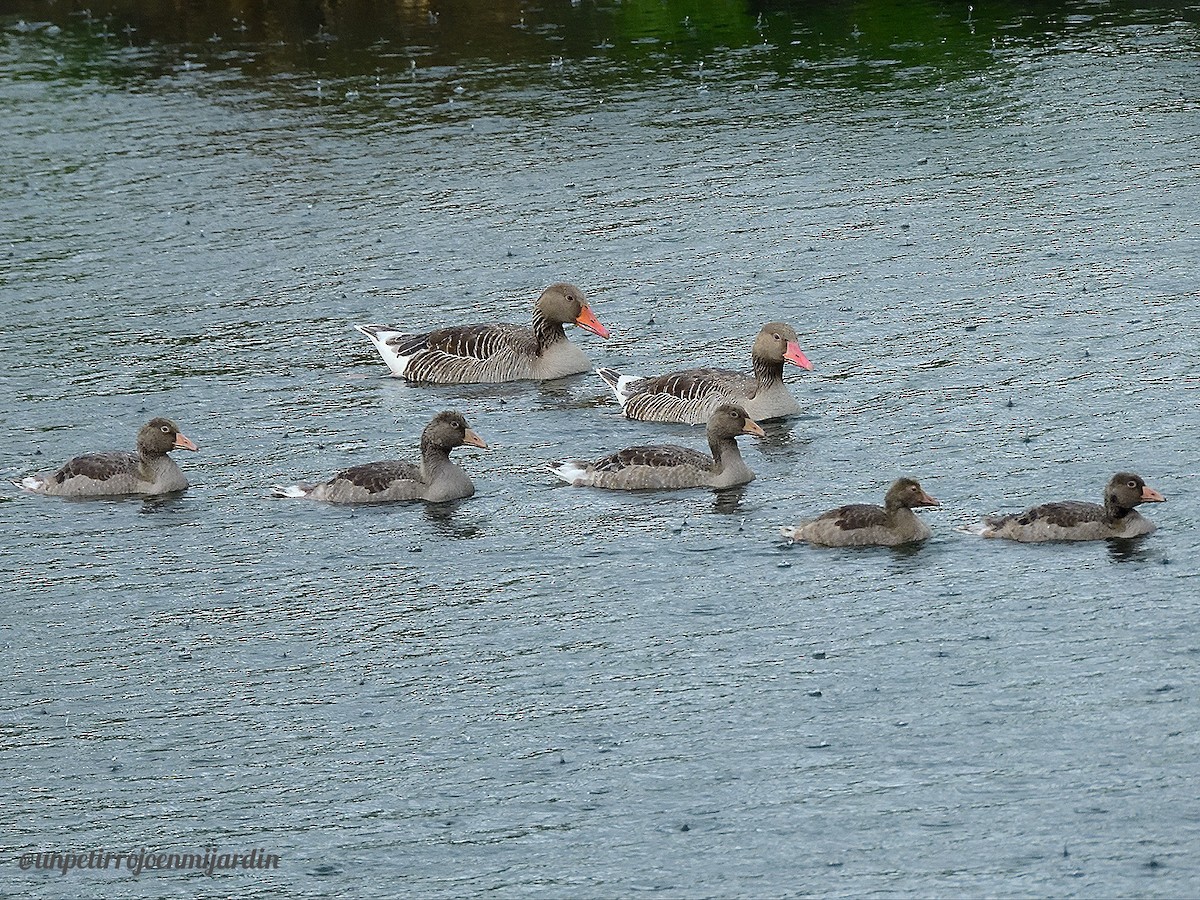 Graylag Goose - ML619767267