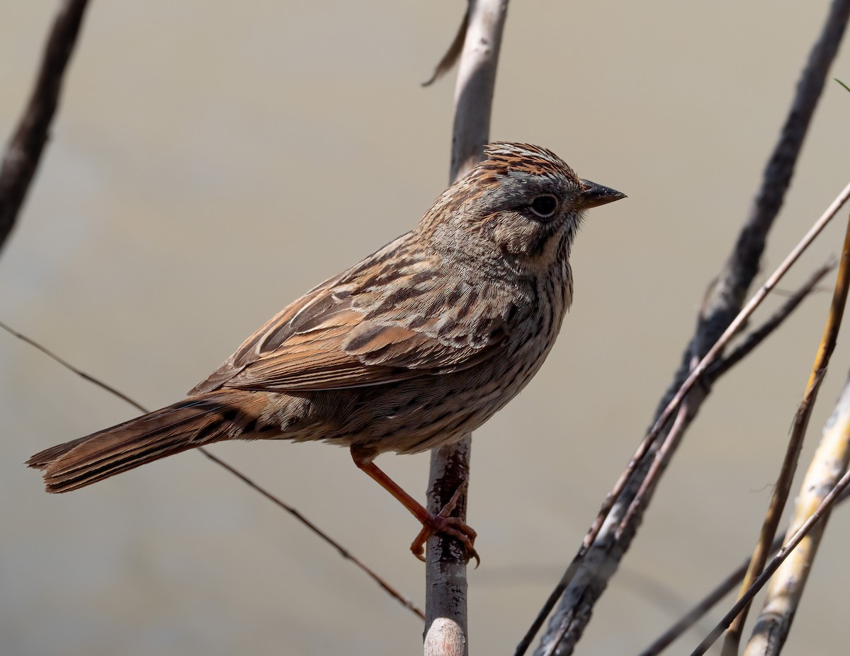 Lincoln's Sparrow - ML619767278