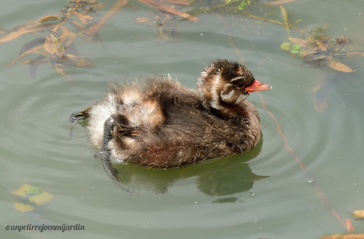 Little Grebe - ML619767288