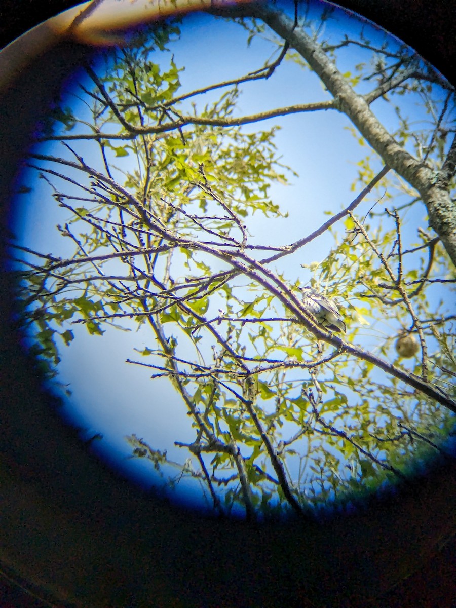 Cerulean Warbler - ML619767292