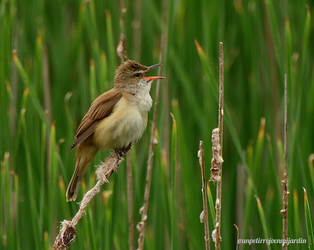 Great Reed Warbler - ML619767297