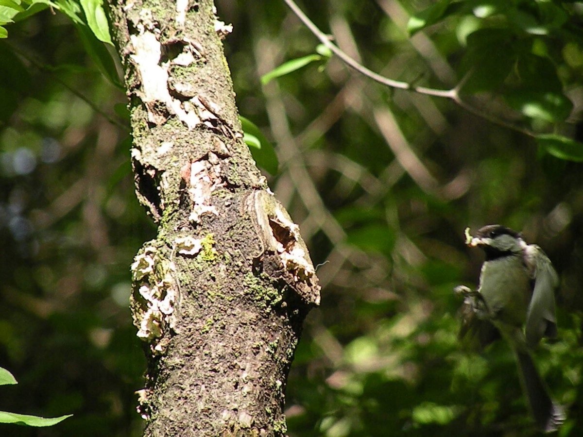 Black-capped Chickadee - ML619767328