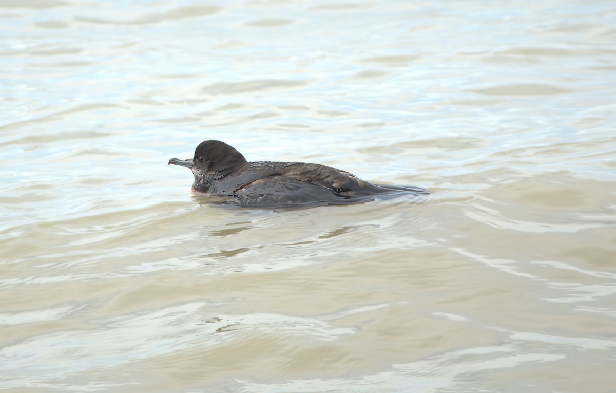 Puffin à bec grêle - ML619767422