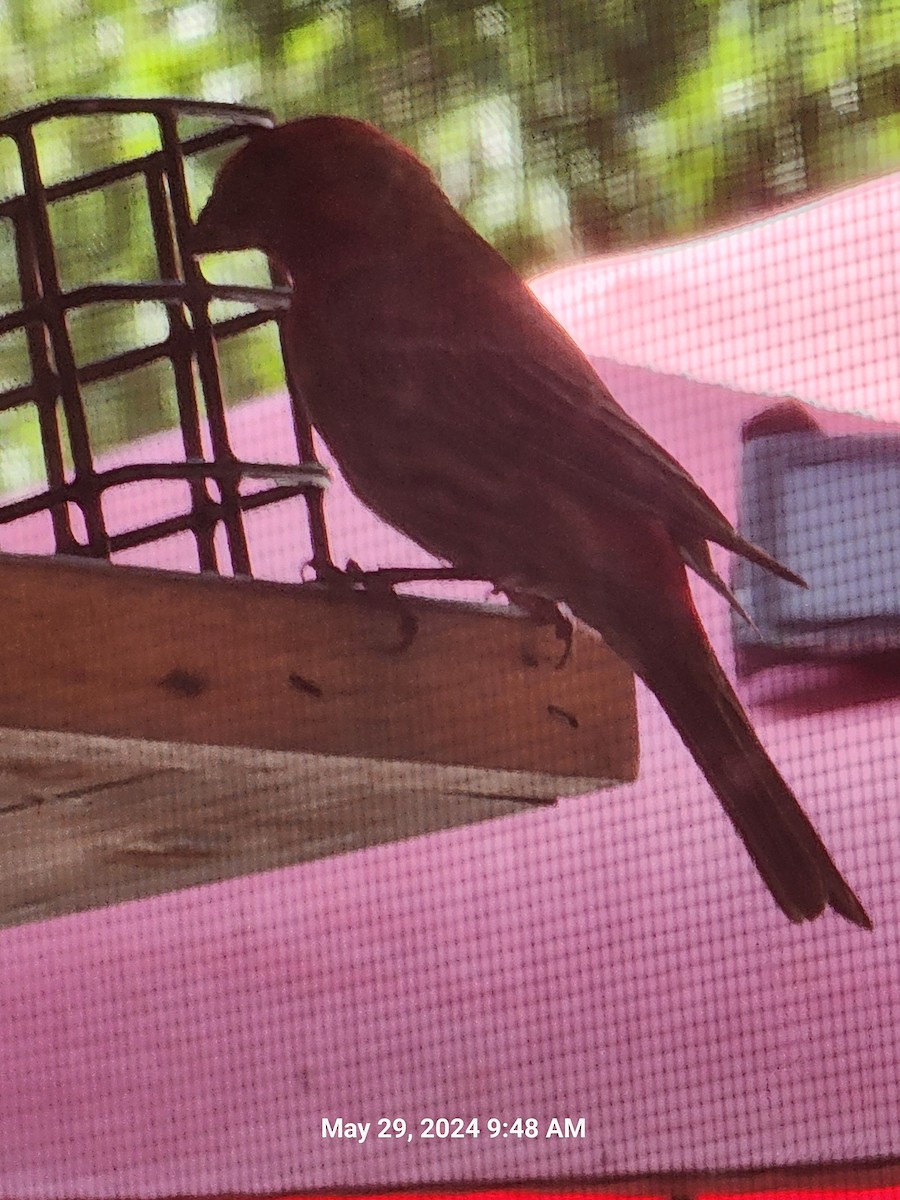 House Finch - ML619767433