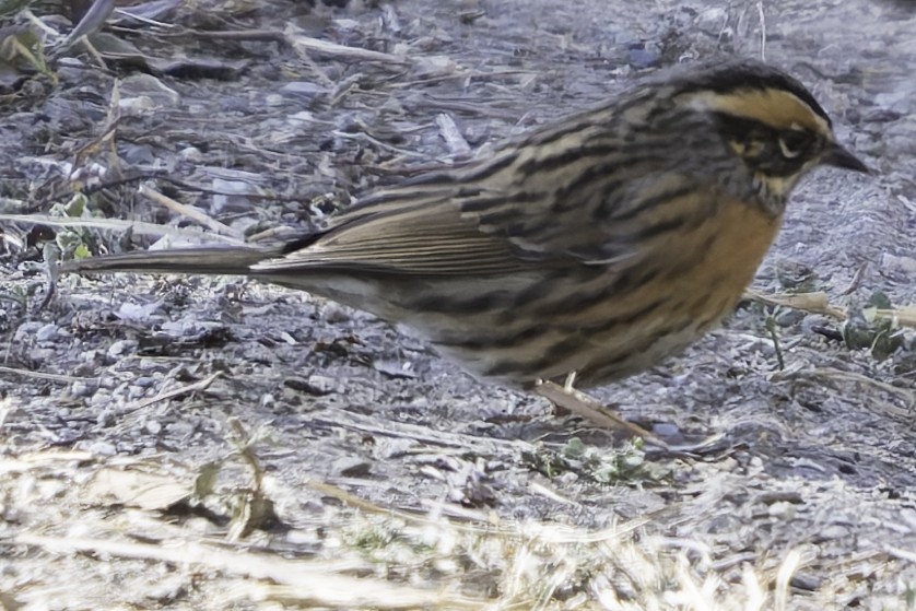 Rufous-breasted Accentor - ML619767450