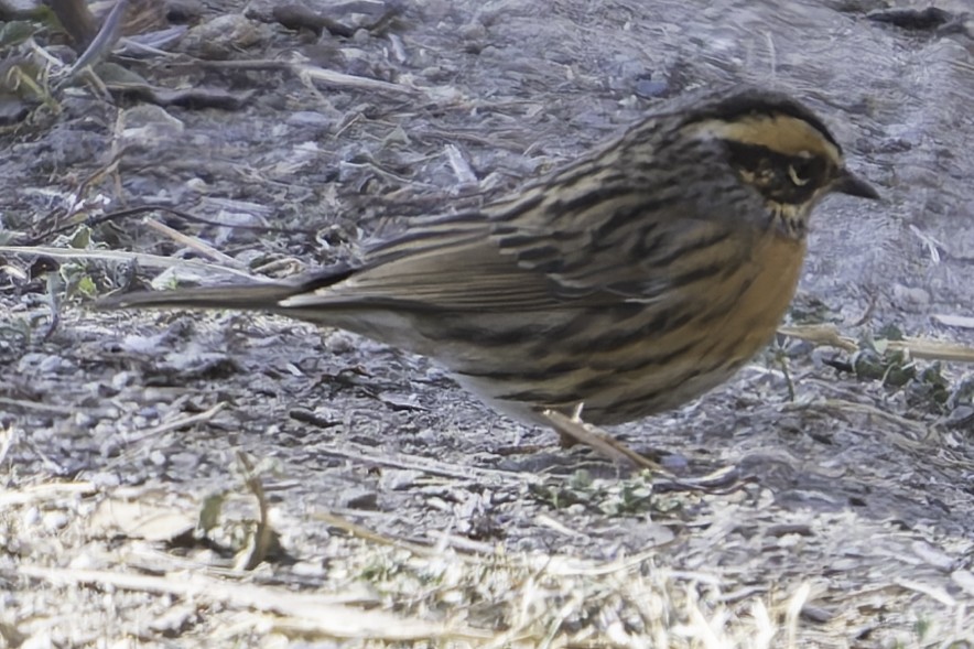 Rufous-breasted Accentor - ML619767451