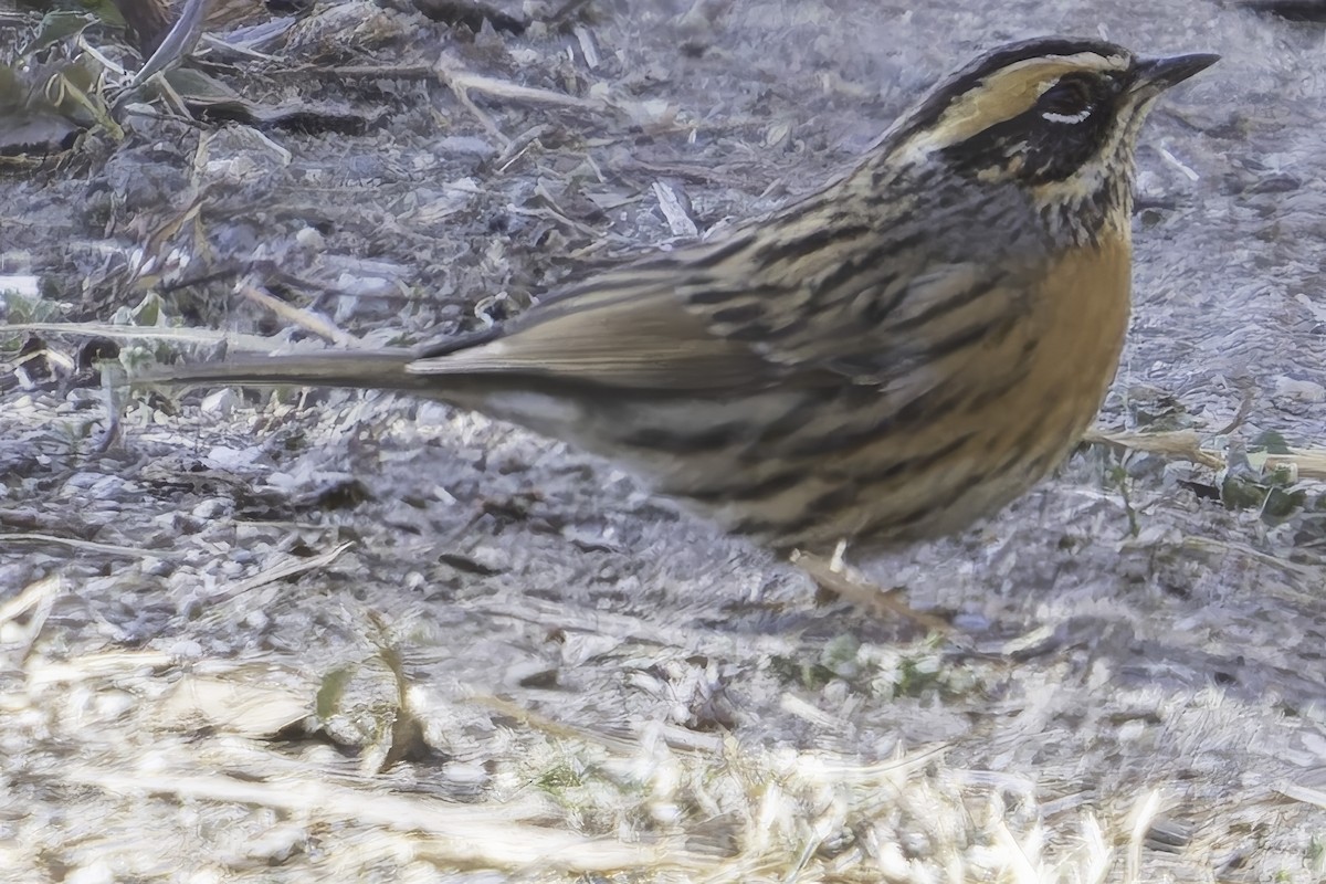 Rufous-breasted Accentor - ML619767452