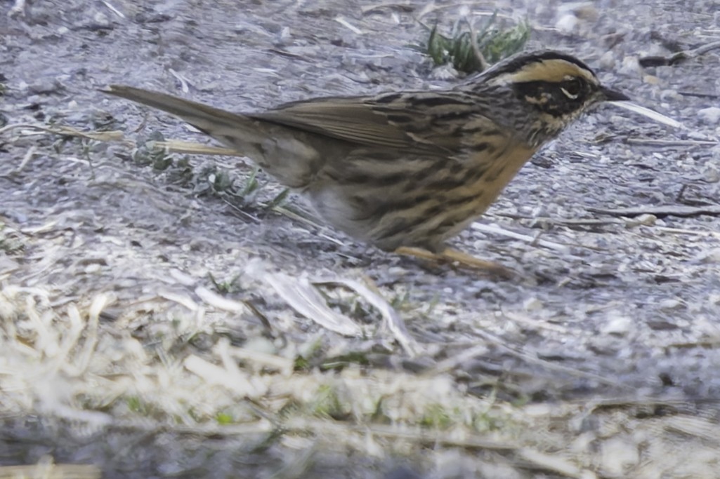 Rufous-breasted Accentor - ML619767453