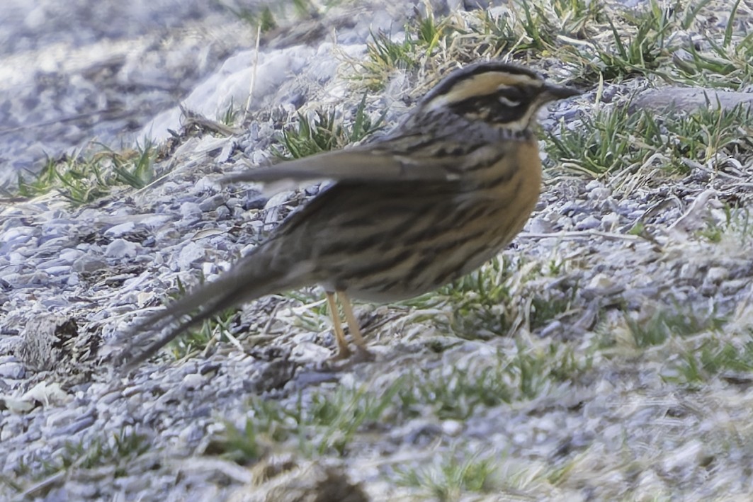 Rufous-breasted Accentor - ML619767454
