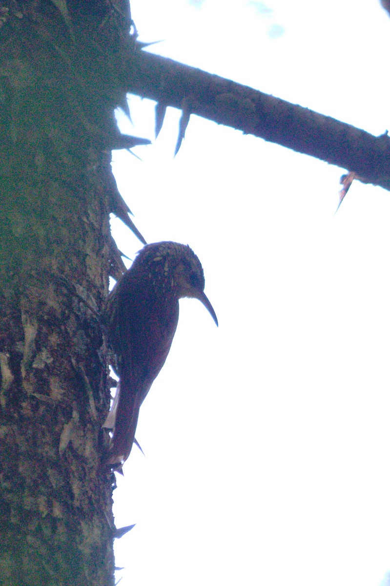 Lesser Woodcreeper - ML619767487