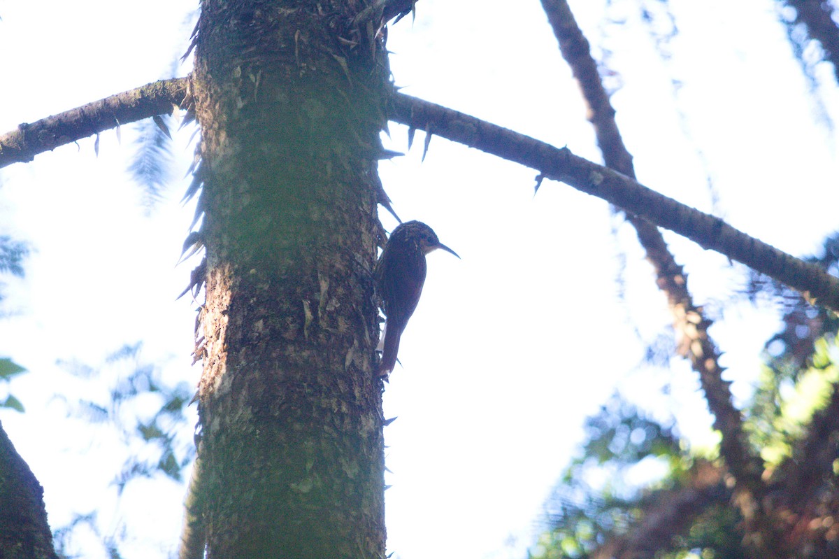 Lesser Woodcreeper - ML619767488