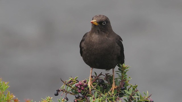 Sooty Thrush - ML619767501