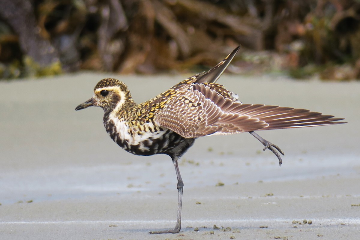 Pacific Golden-Plover - ML619767506