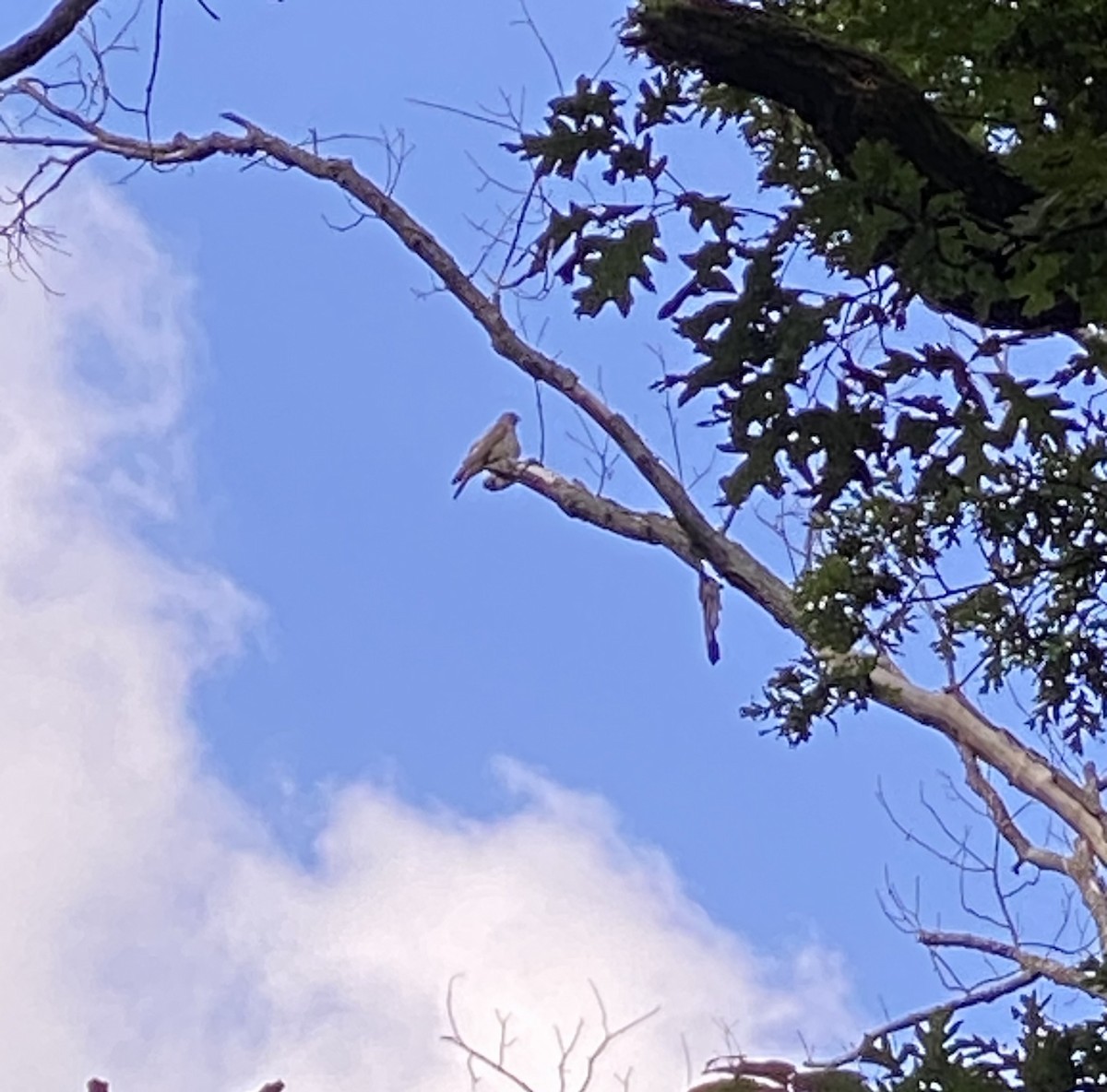 Broad-winged Hawk - ML619767527