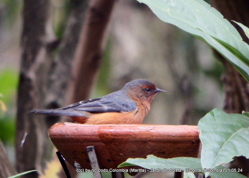 Rufous-browed Conebill - ML619767540