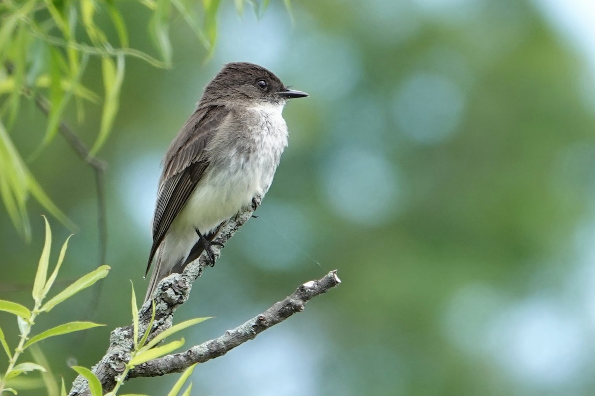 Eastern Phoebe - Linda Hamp