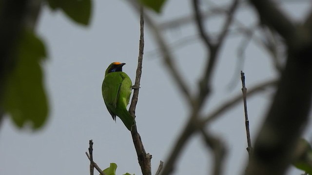 Golden-fronted Leafbird - ML619767550