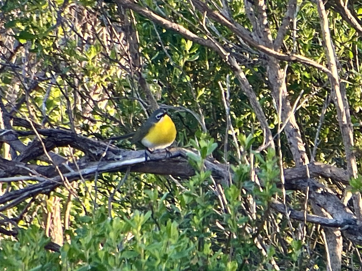 Yellow-breasted Chat - ML619767570