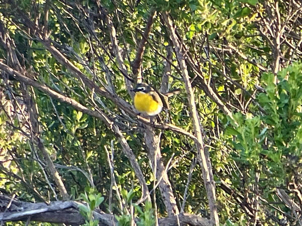 Yellow-breasted Chat - ML619767571