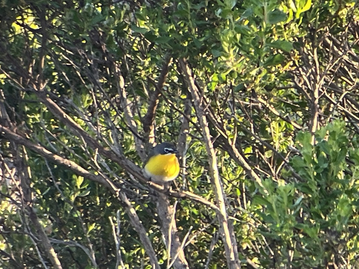 Yellow-breasted Chat - ML619767574