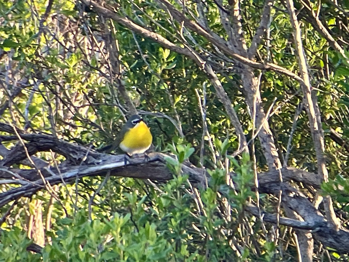 Yellow-breasted Chat - ML619767575