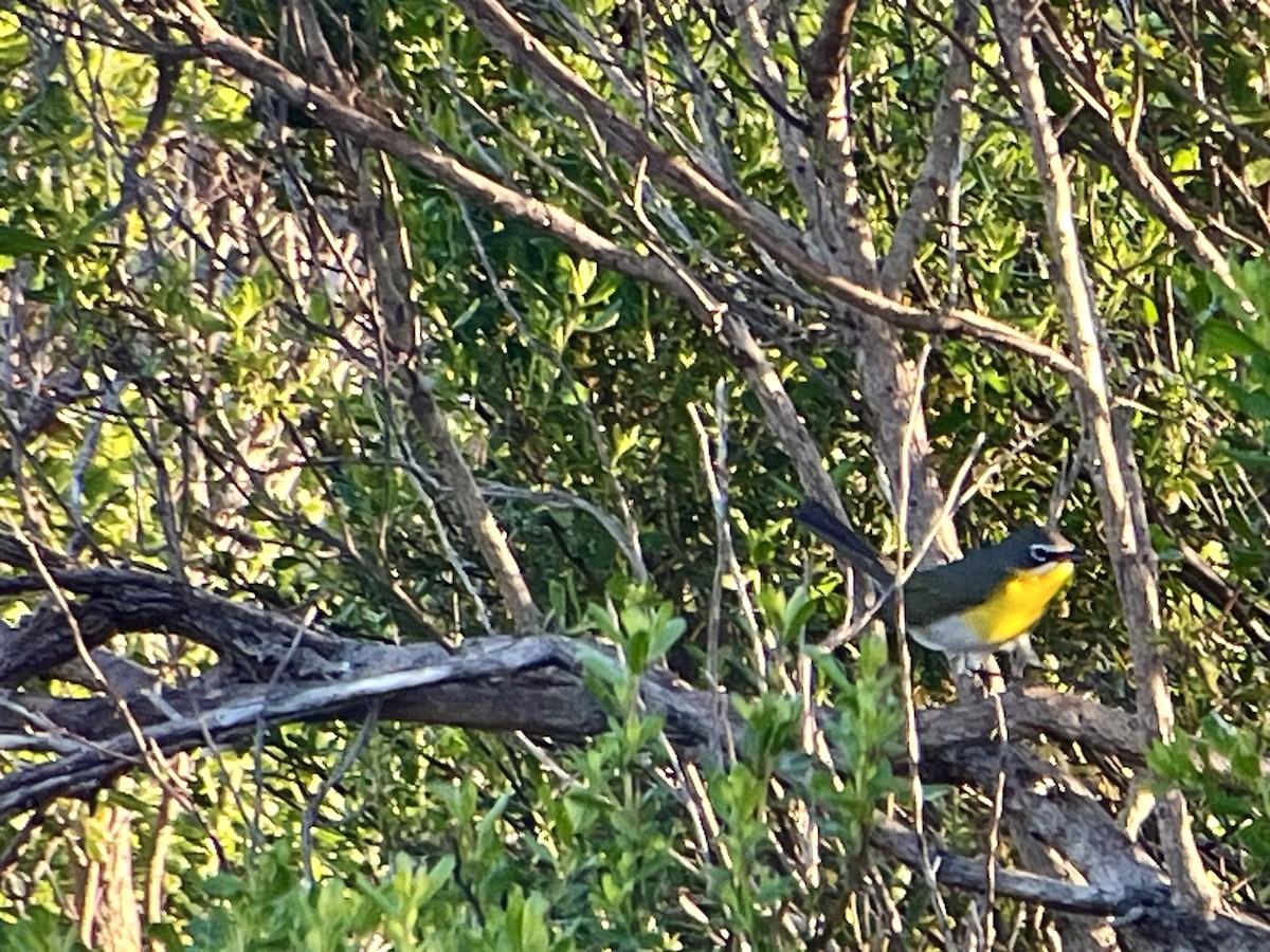 Yellow-breasted Chat - ML619767576