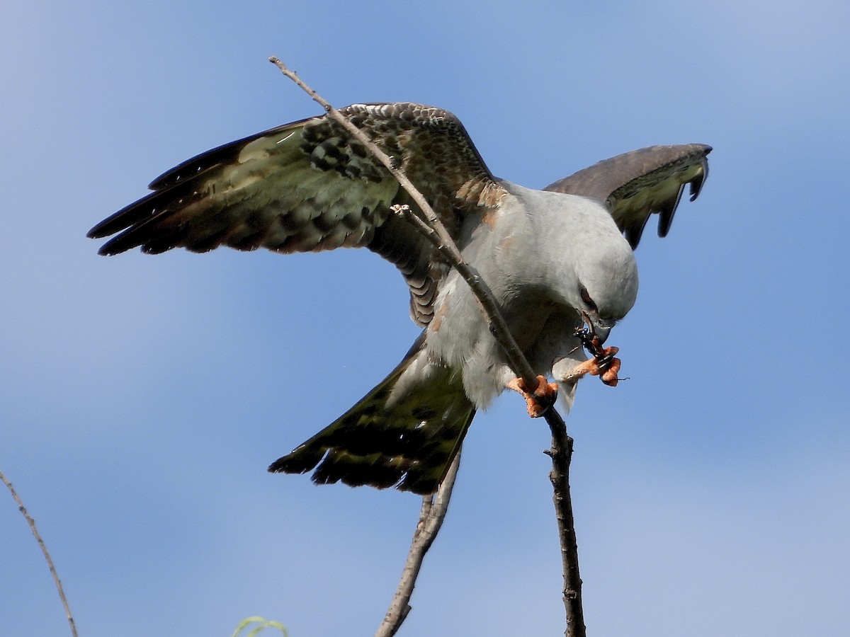 Mississippi Kite - ML619767600