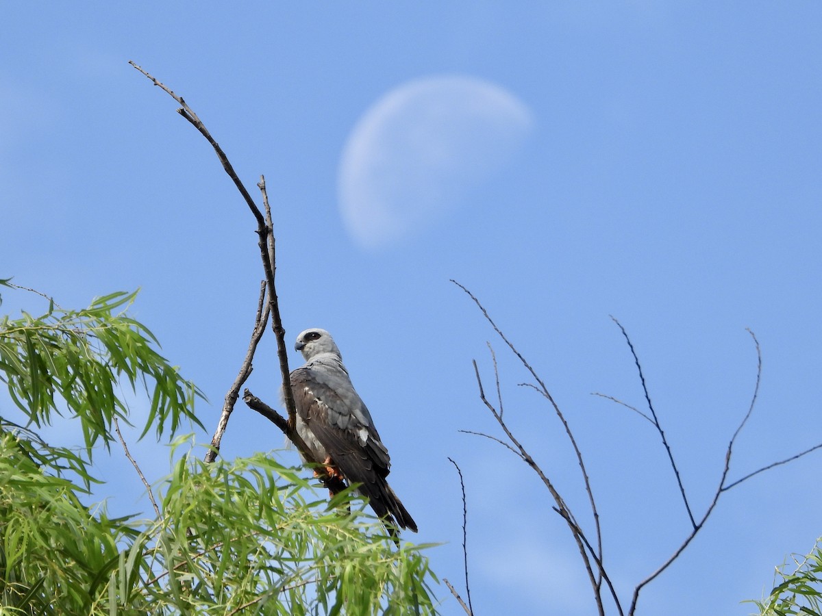 Mississippi Kite - ML619767601