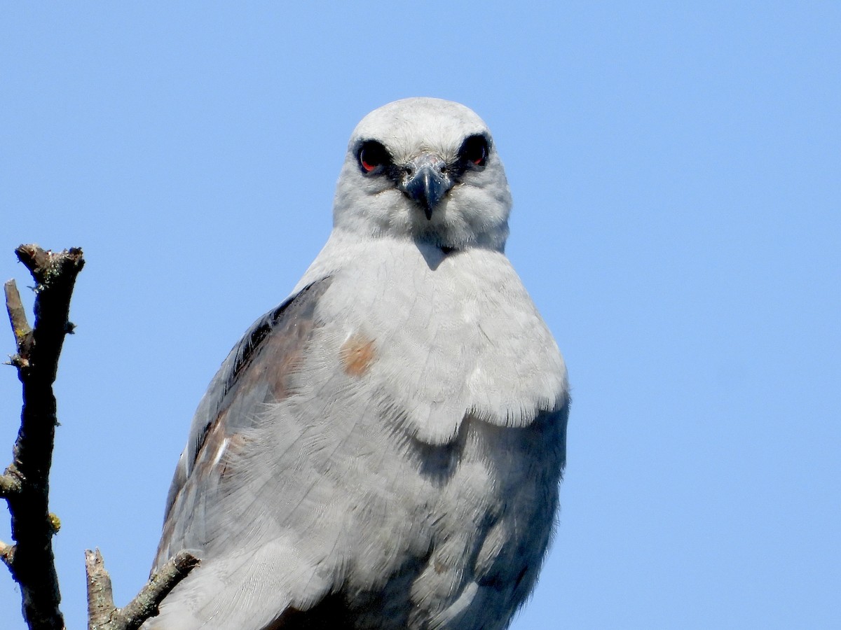 Mississippi Kite - ML619767604