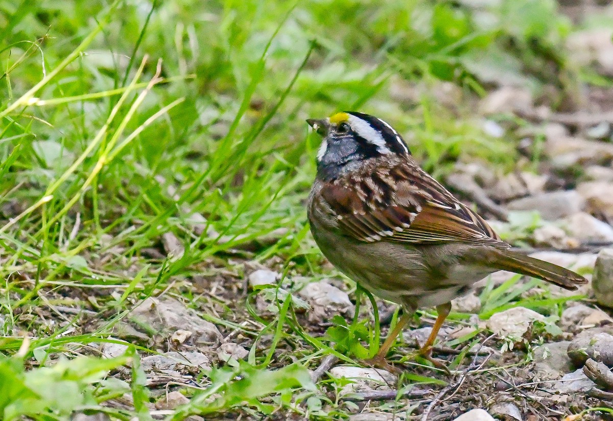 White-throated Sparrow - ML619767618