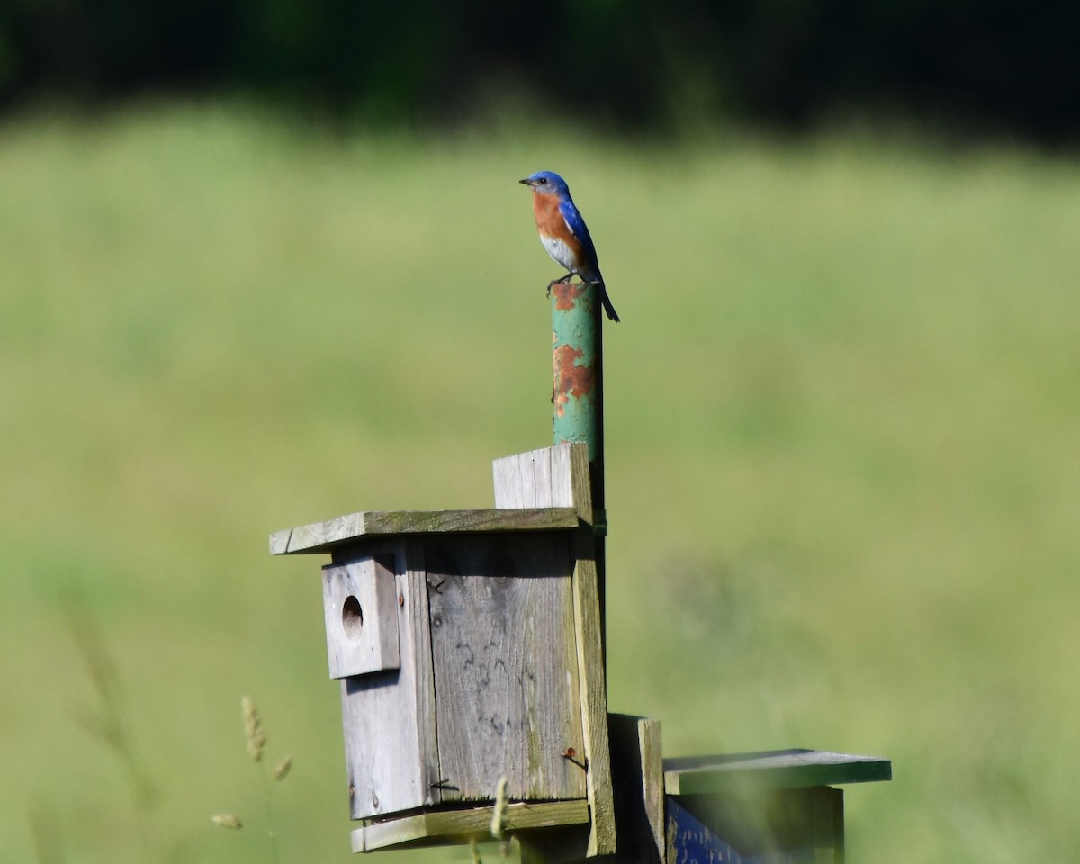 Eastern Bluebird - ML619767621