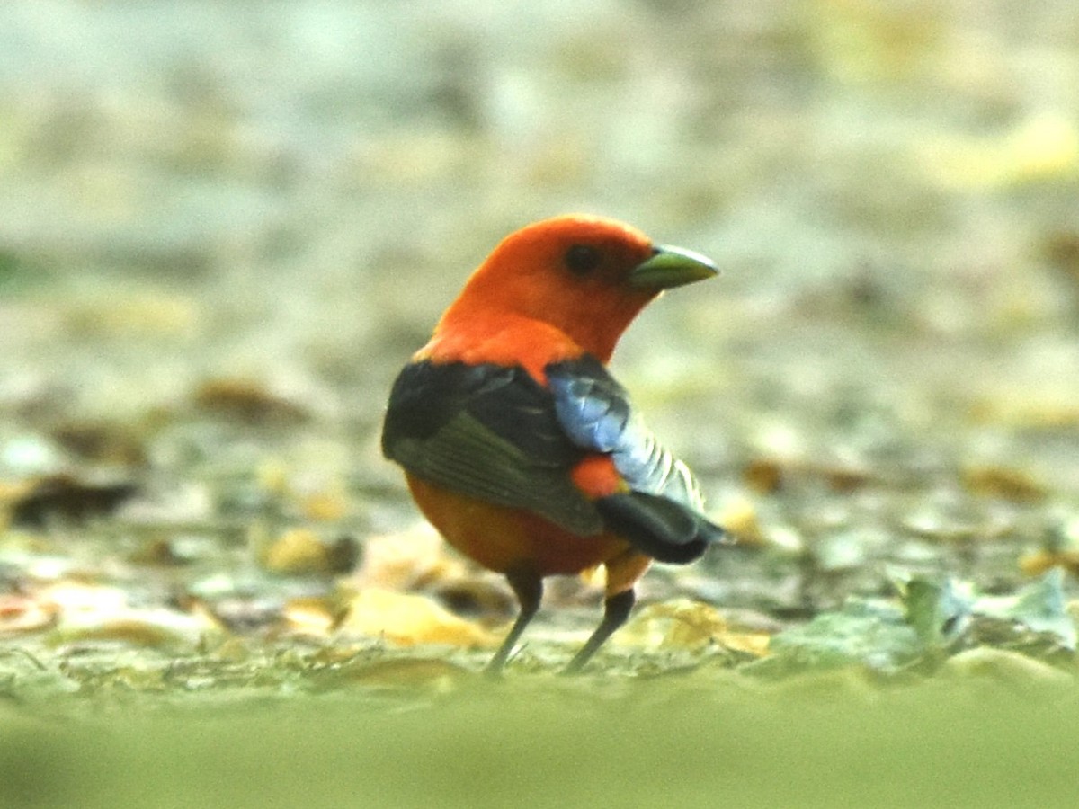 Scarlet Tanager - ML619767630