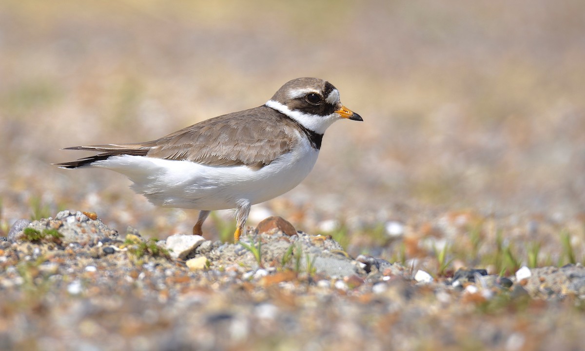 Common Ringed Plover - ML619767656