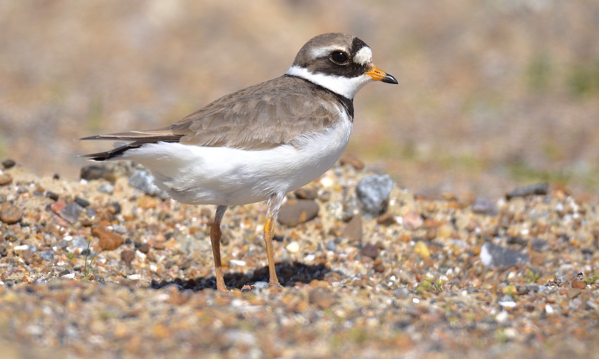 Common Ringed Plover - ML619767657