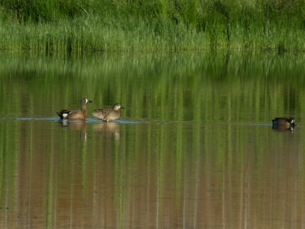 Blue-winged Teal - ML619767703