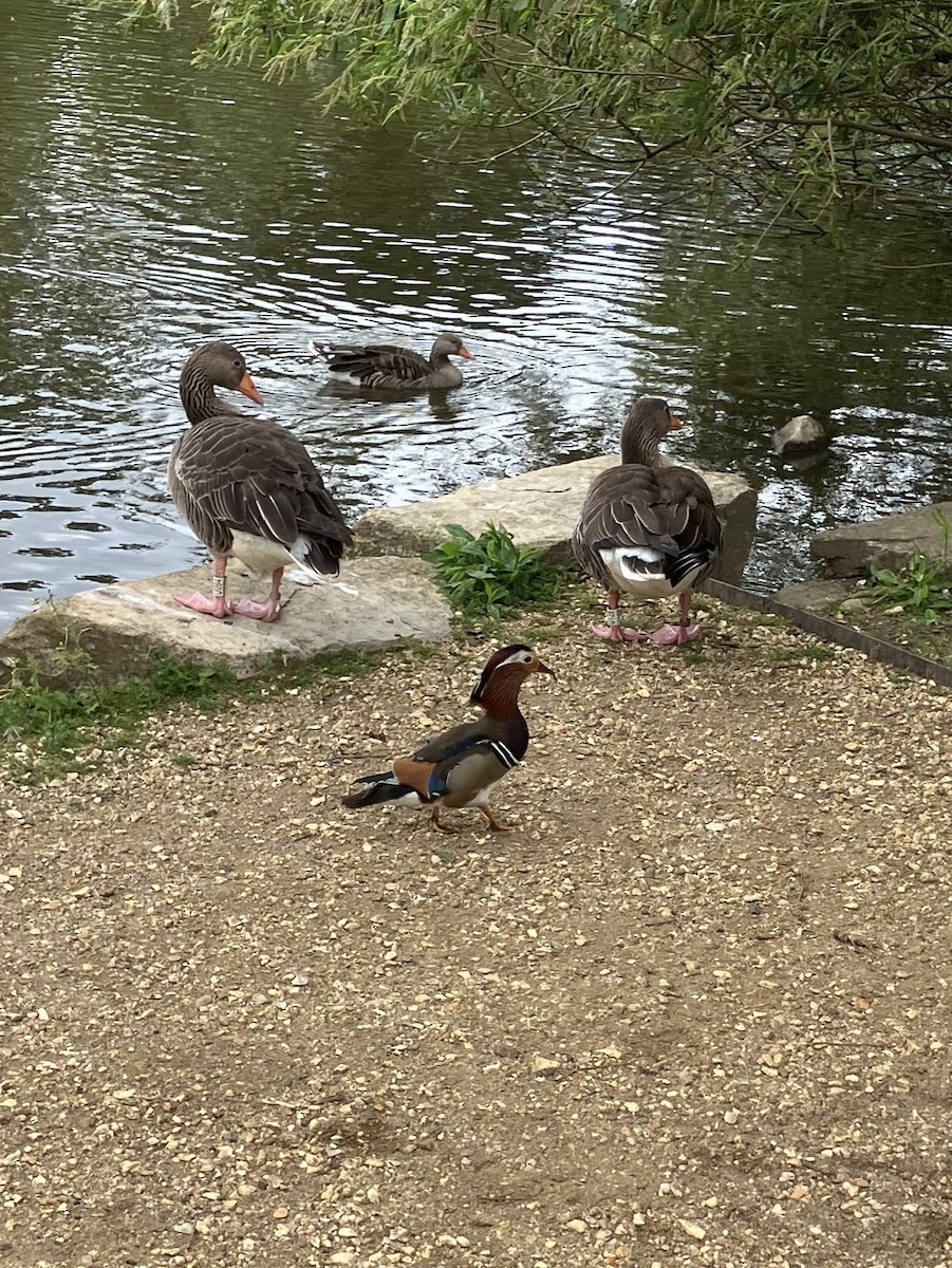 Mandarin Duck - ML619767726