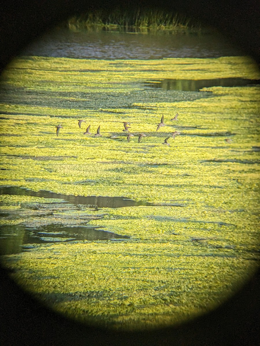 Semipalmated Sandpiper - ML619767731