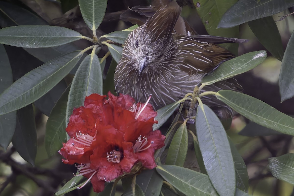 Striated Laughingthrush - ML619767742