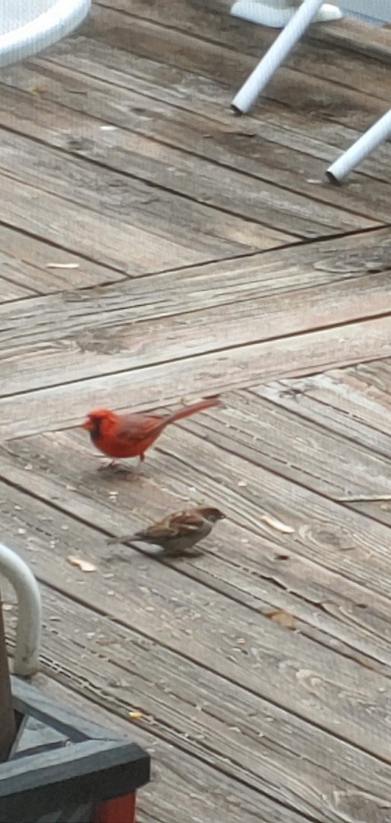 Northern Cardinal - ML619767751